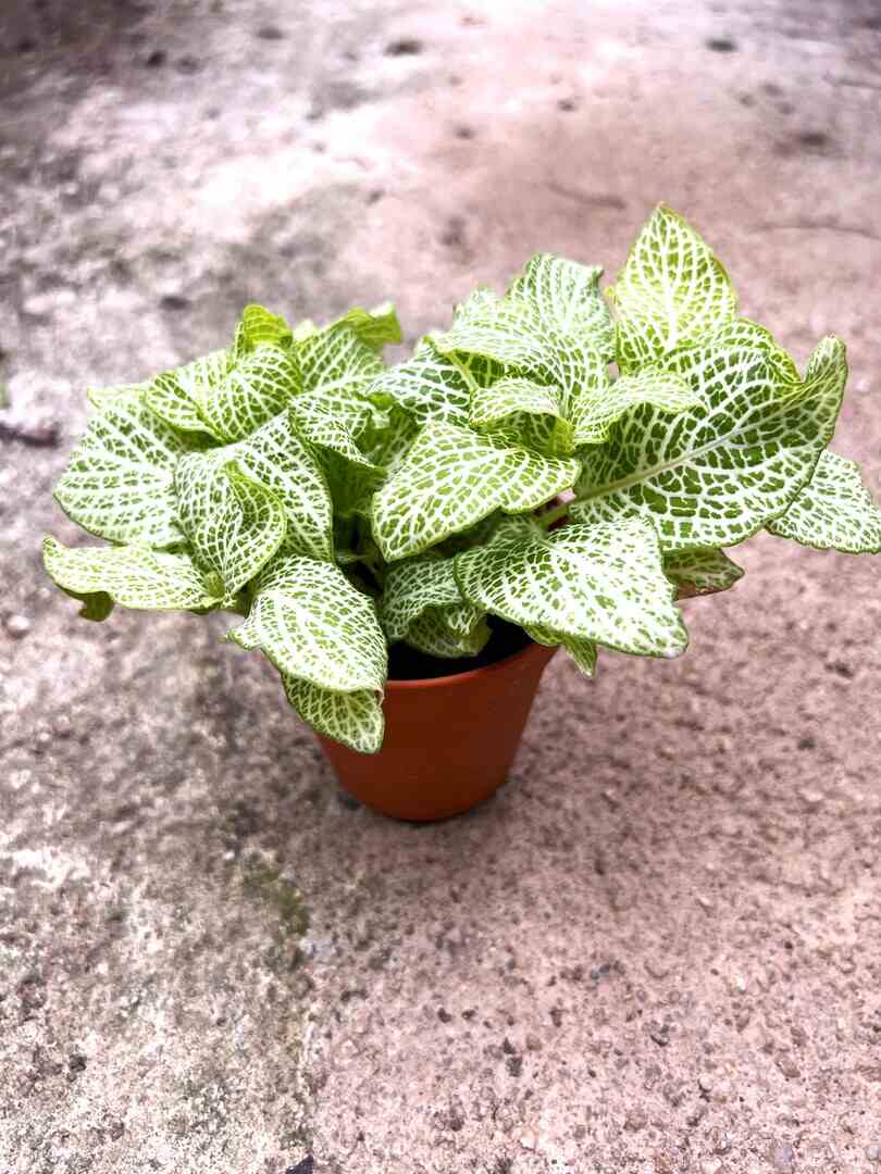 'Fittonia Green web' leaves » Foliage