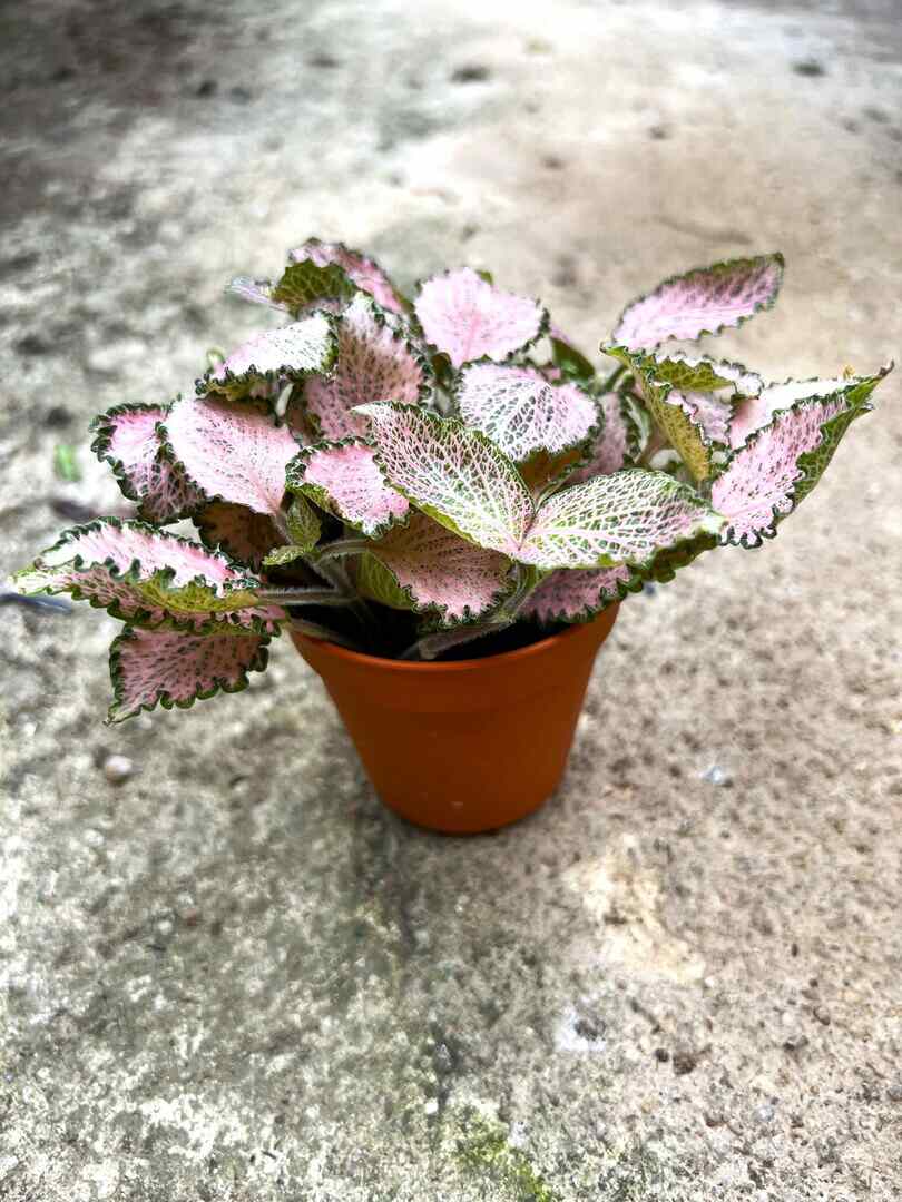 'Fittonia Pink Star' » Foliage