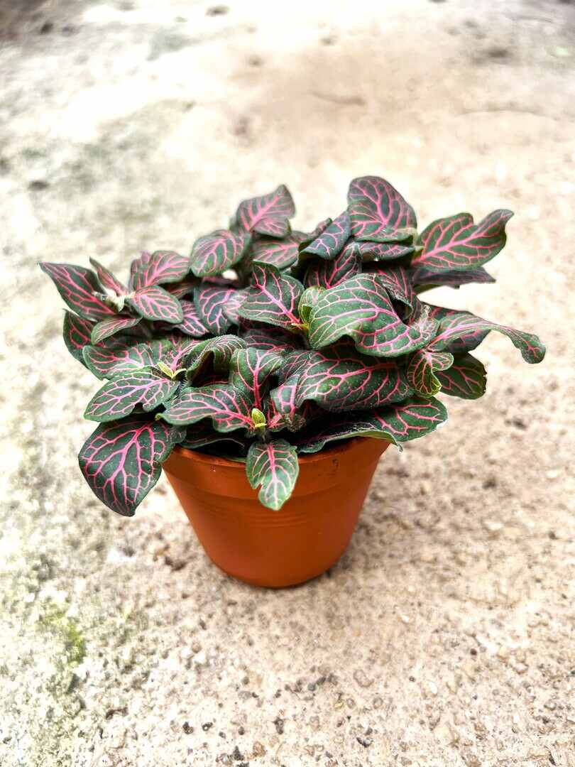 'Fittonia Red' Veins on Dark Green » Foliage