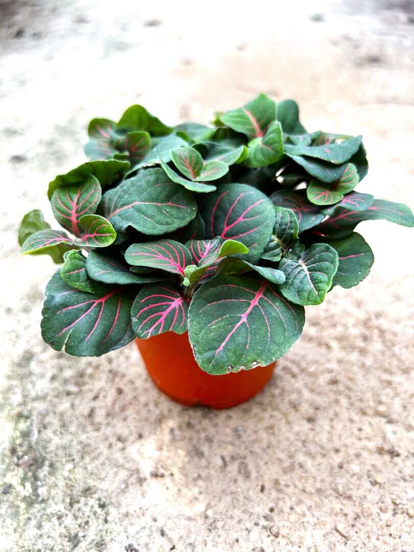 'Fittonia Red vein' » Foliage