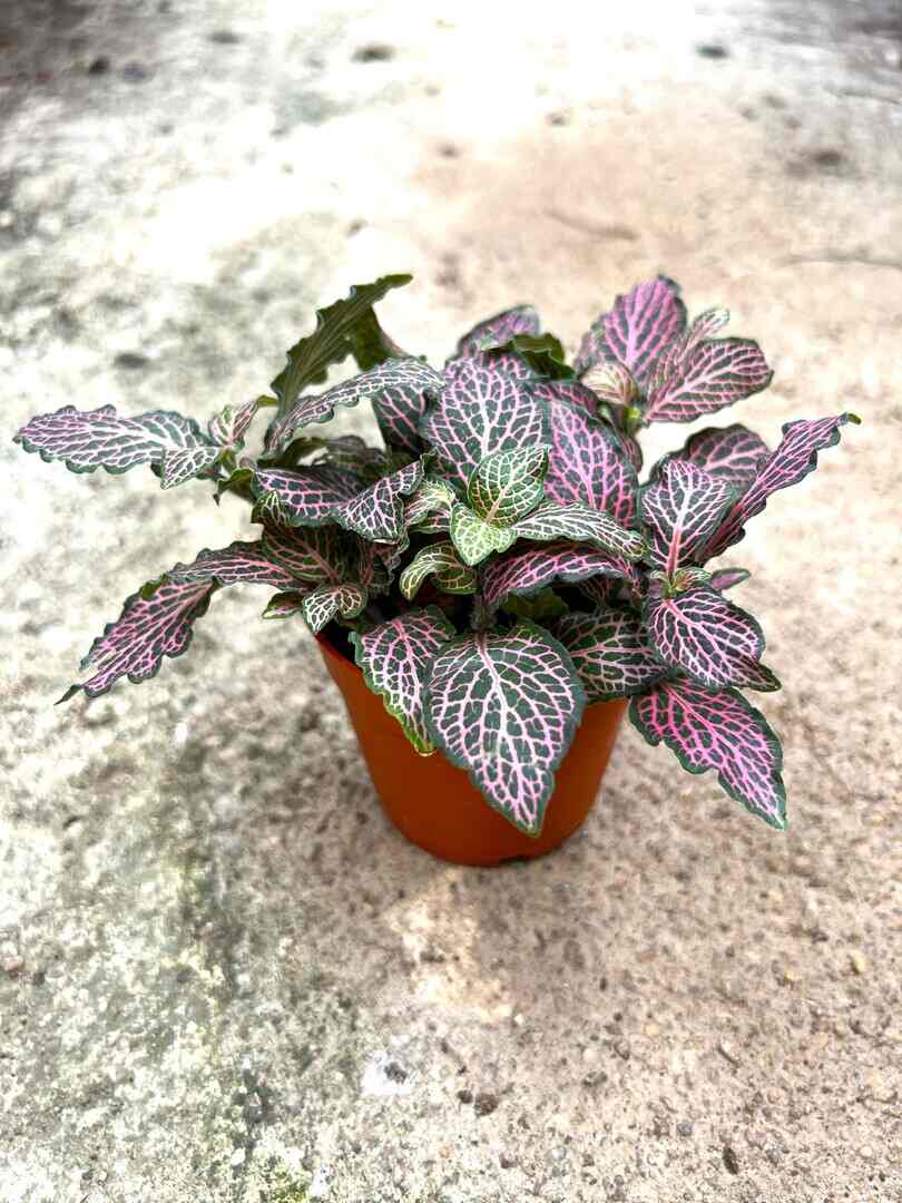 'Fittonia Ruby Red' » Foliage