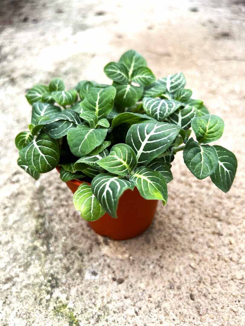 'Fittonia' Vege leaves » Foliage