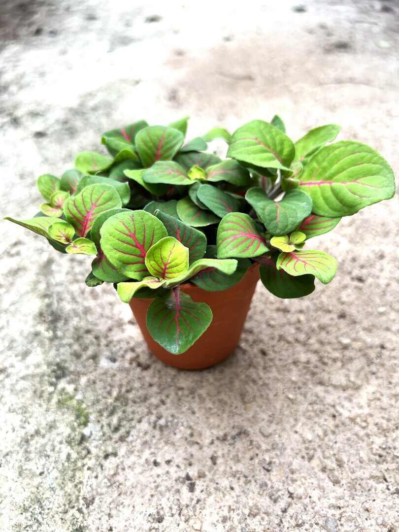 'Fittonia' Vege with web leaves » Foliage