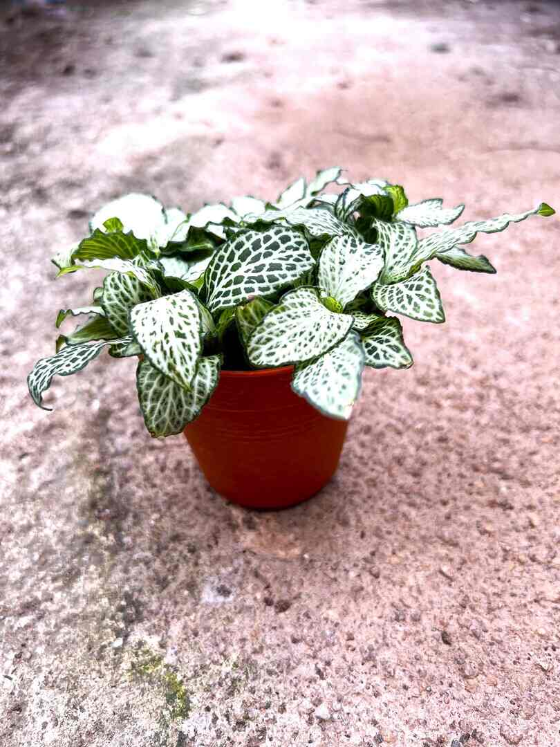 'Fittonia White Anne' » Foliage