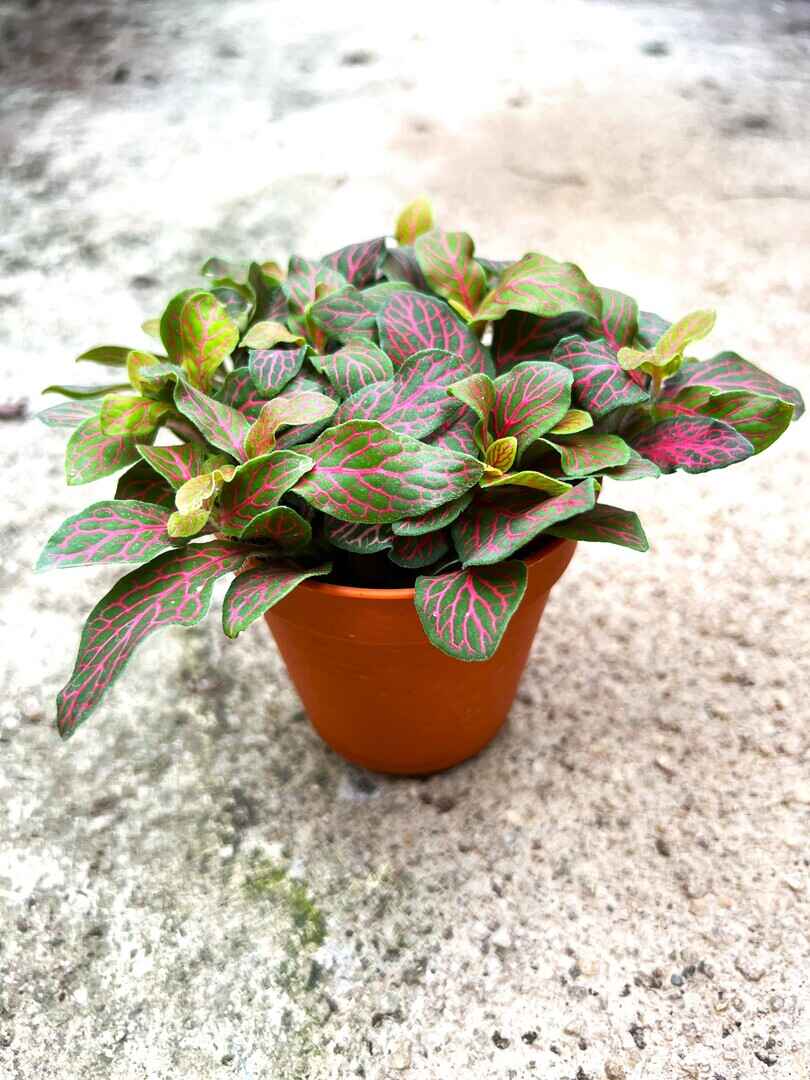 'Fittonia' vege web red veins » Foliage