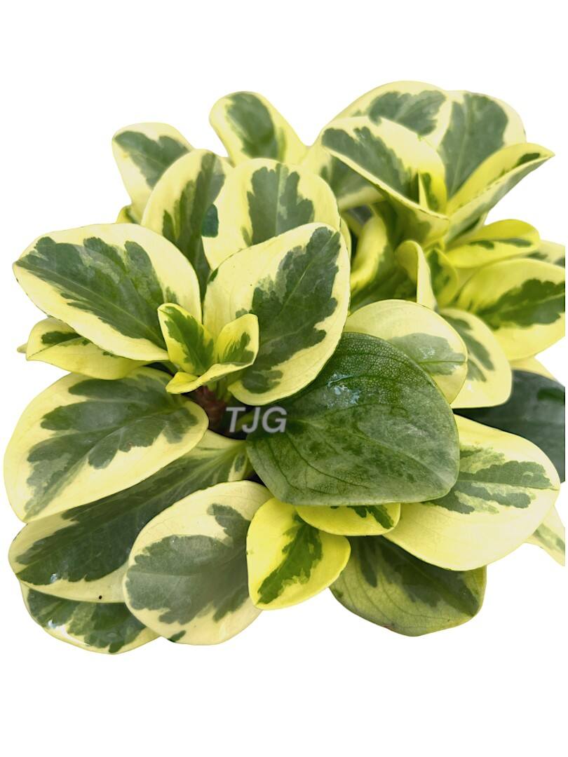 Peperomia Varigated Leaves » Foilage