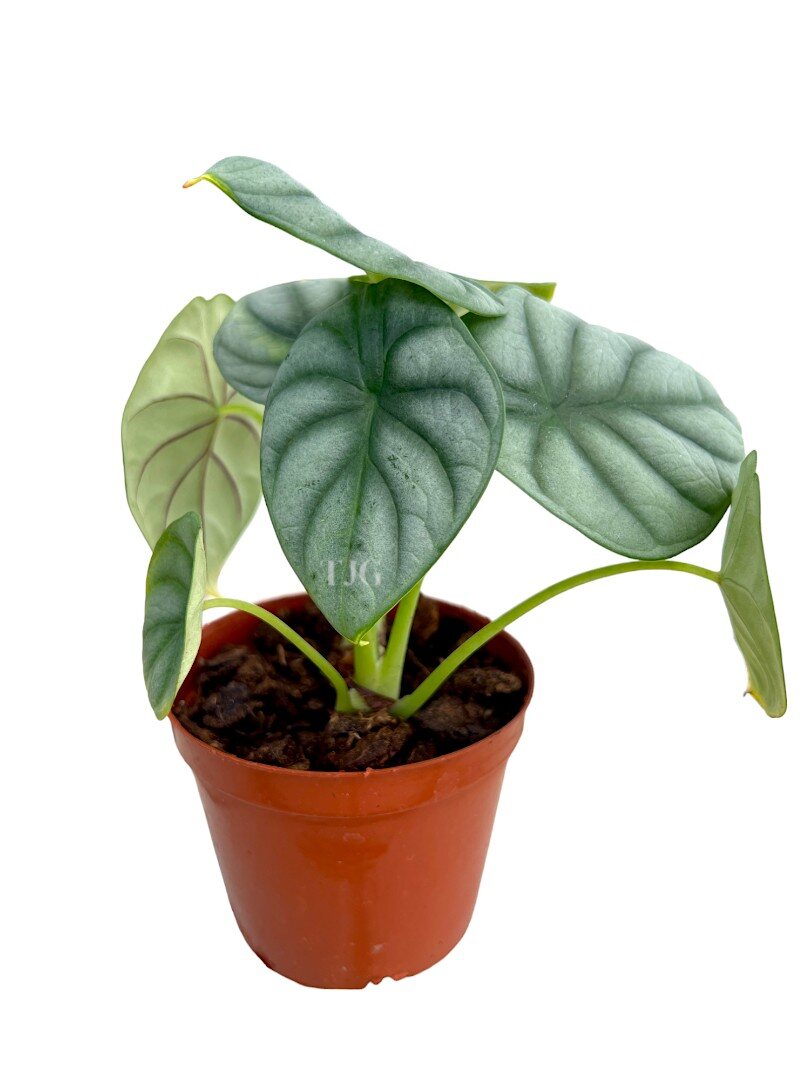 Sliver Dragon plant » Foilage