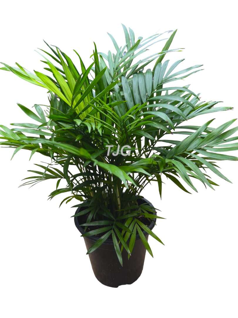Bamboo Palm 14cm » Foilage