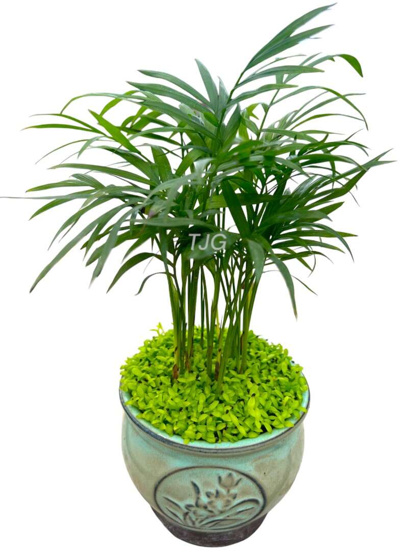 Bamboo Palm Ceramic Green » Foilage