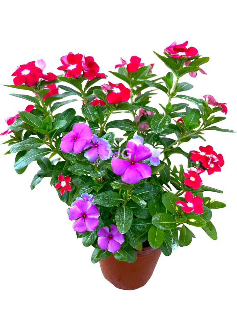 Periwinkle Purple Red Flowers » Flowering Plants
