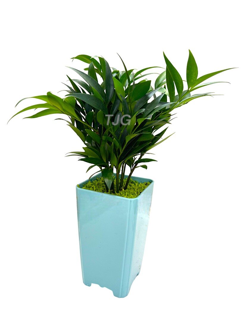 Podocarpus Nagi Blue pot » Foilage