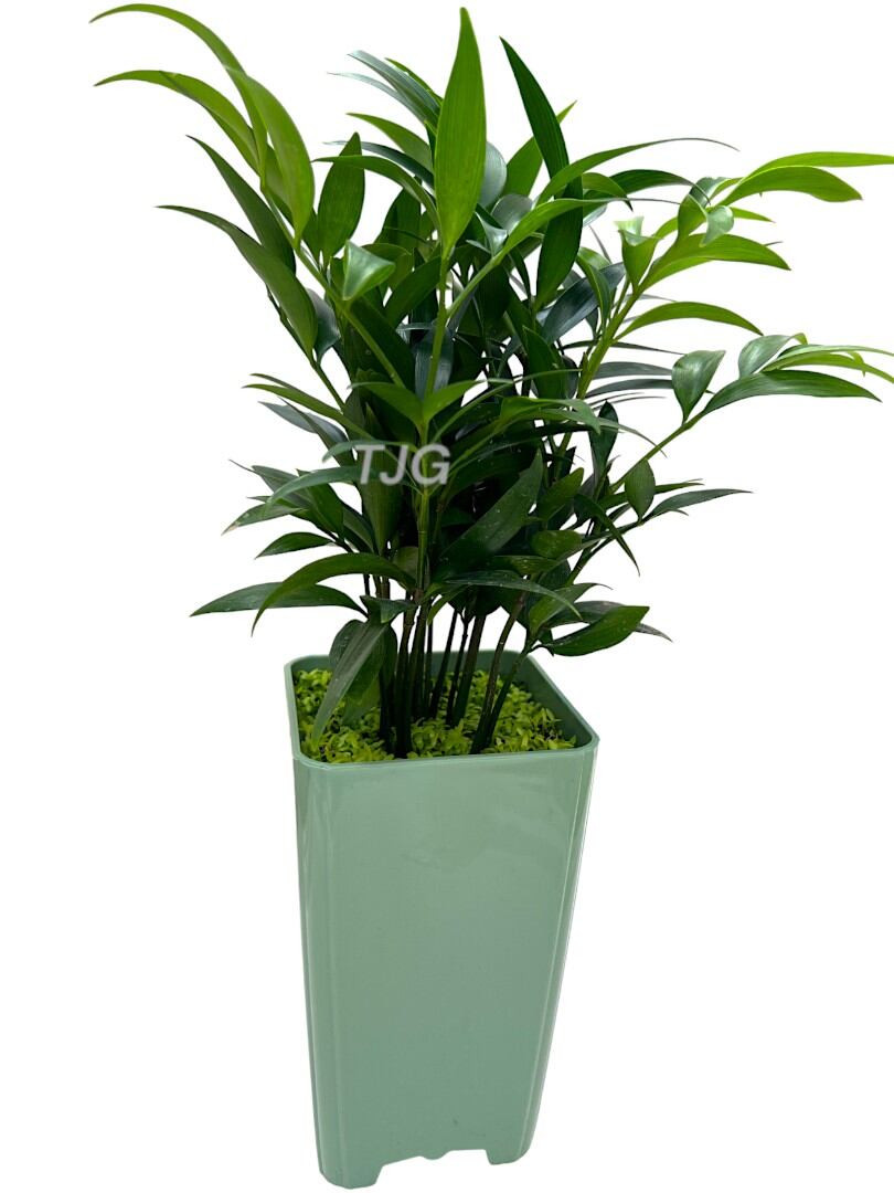 Podocarpus Nagi Green pot » Foilage
