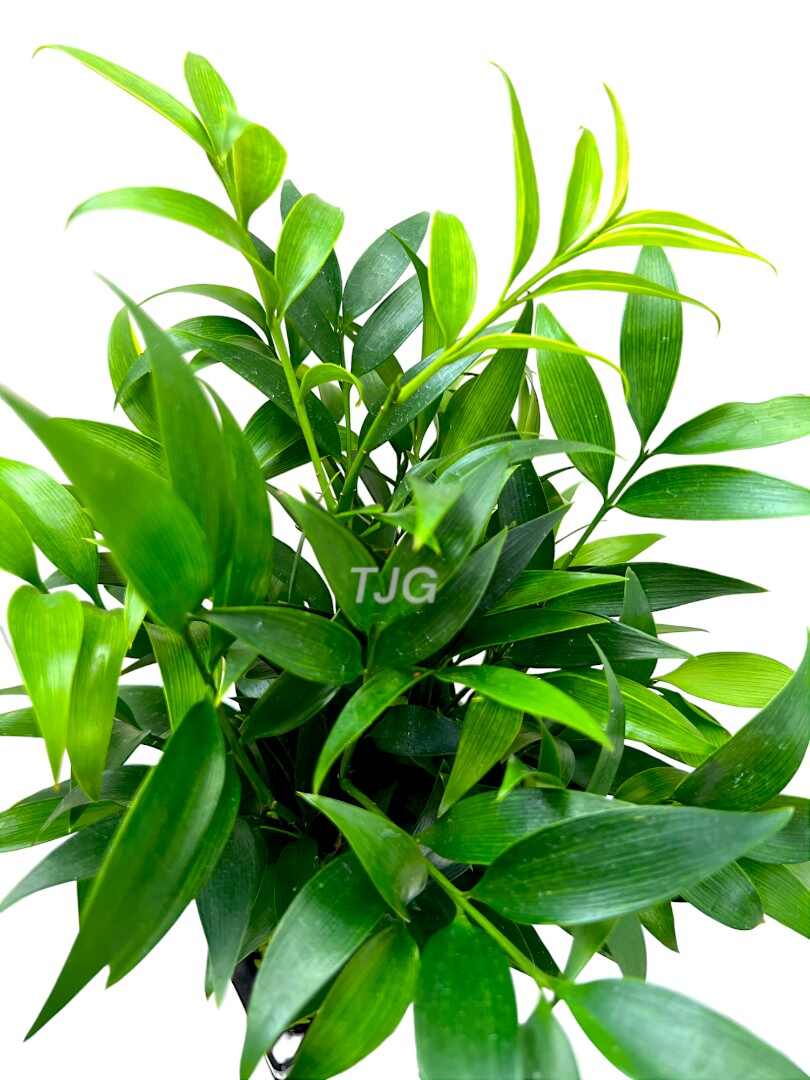 Podocarpus Nagi Leaves » Foilage