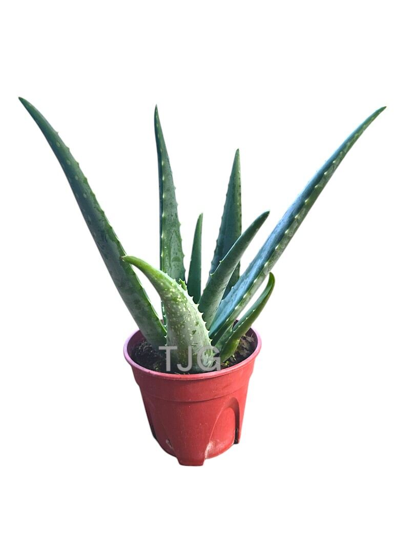 Aloe Vera Plant