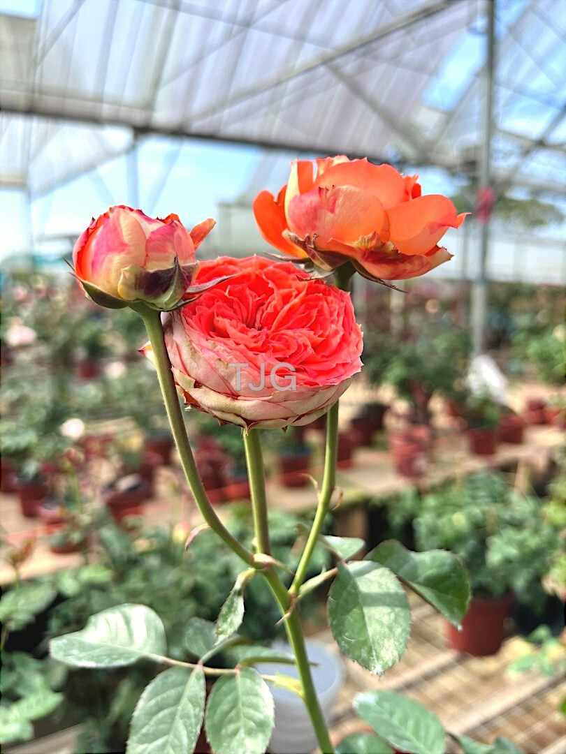 'Arancia' Cluster Bloom Rose » Rose Plants