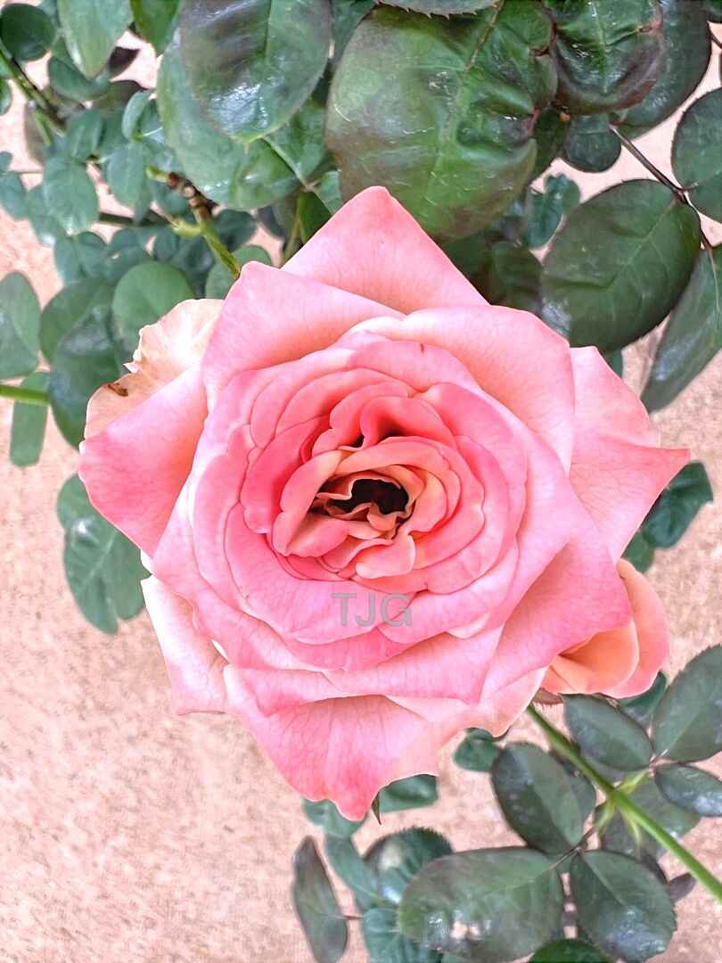 Cappuccino Top View Rose » Rose Plants