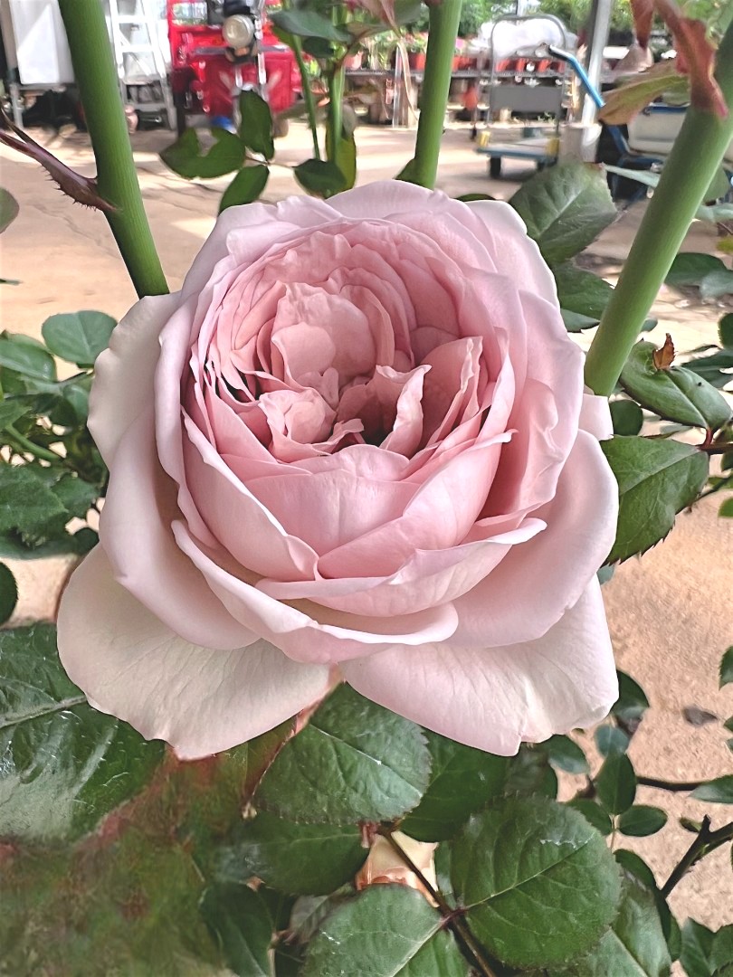 'Charity Towa' front view Rose Plant » Rose Plants