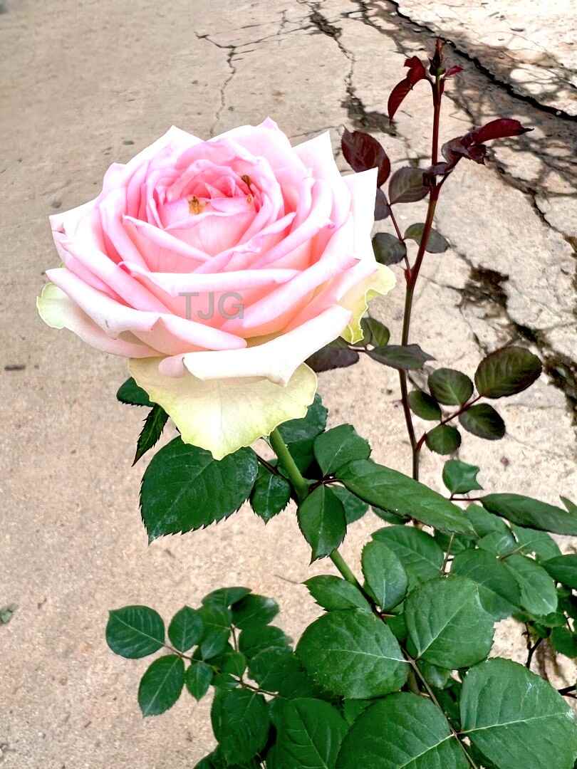 Country Spirit Princess Bloom Rose » Rose Plants