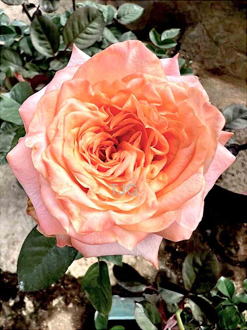 Gioconda Top View Rose » Rose Plants