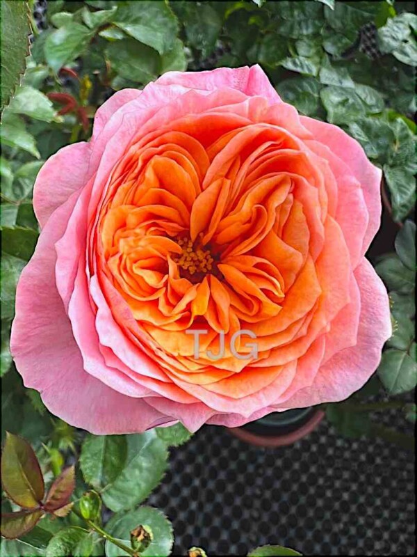 Acheter Fleurs roses - Culotte Victoria's Secret brodée de fleurs sauvages from Luxembourg