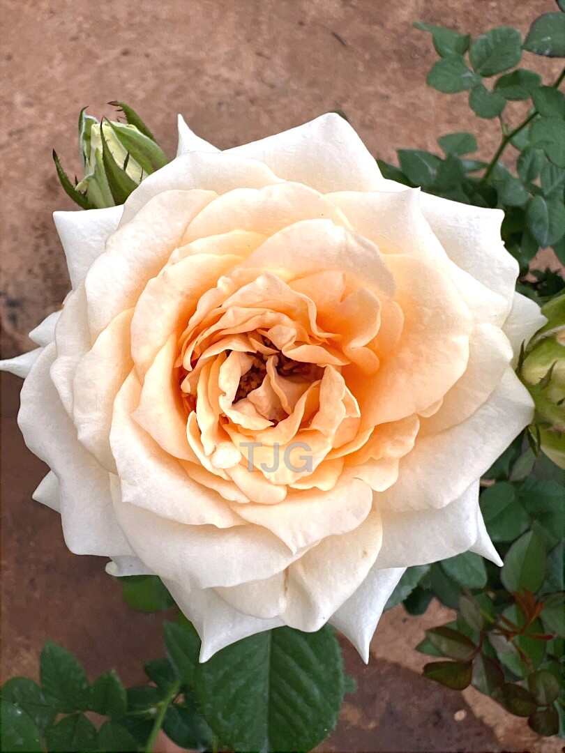 Peach Alvanche Top View Rose » Rose Plants