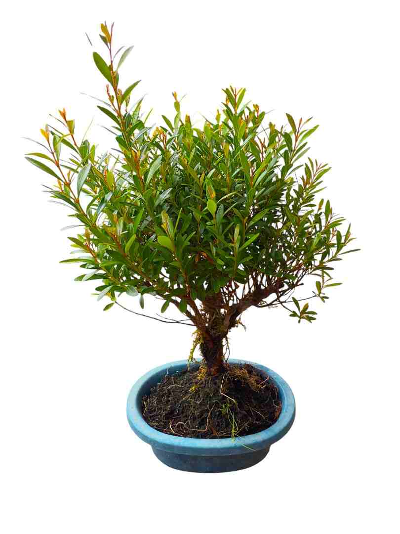 Syzygium Buxifolium - Image 2