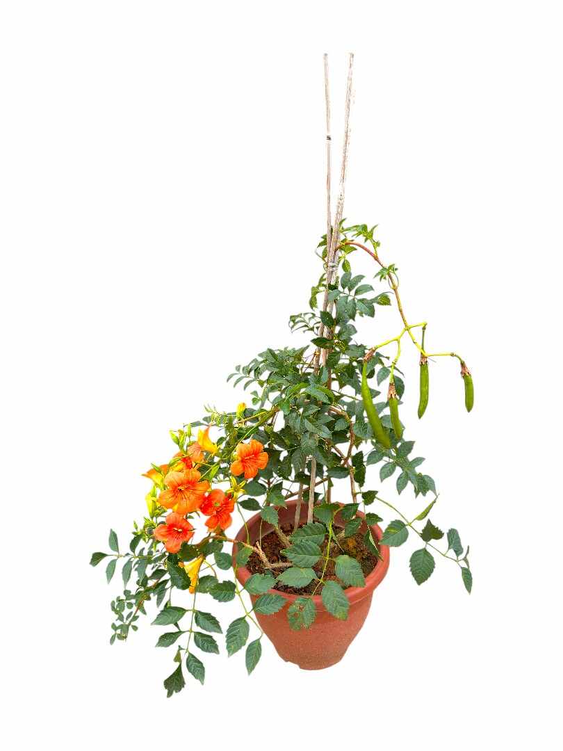 Campsis Radicans - Image 2