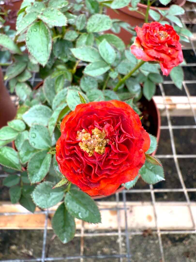 Noid Roses - Image 4