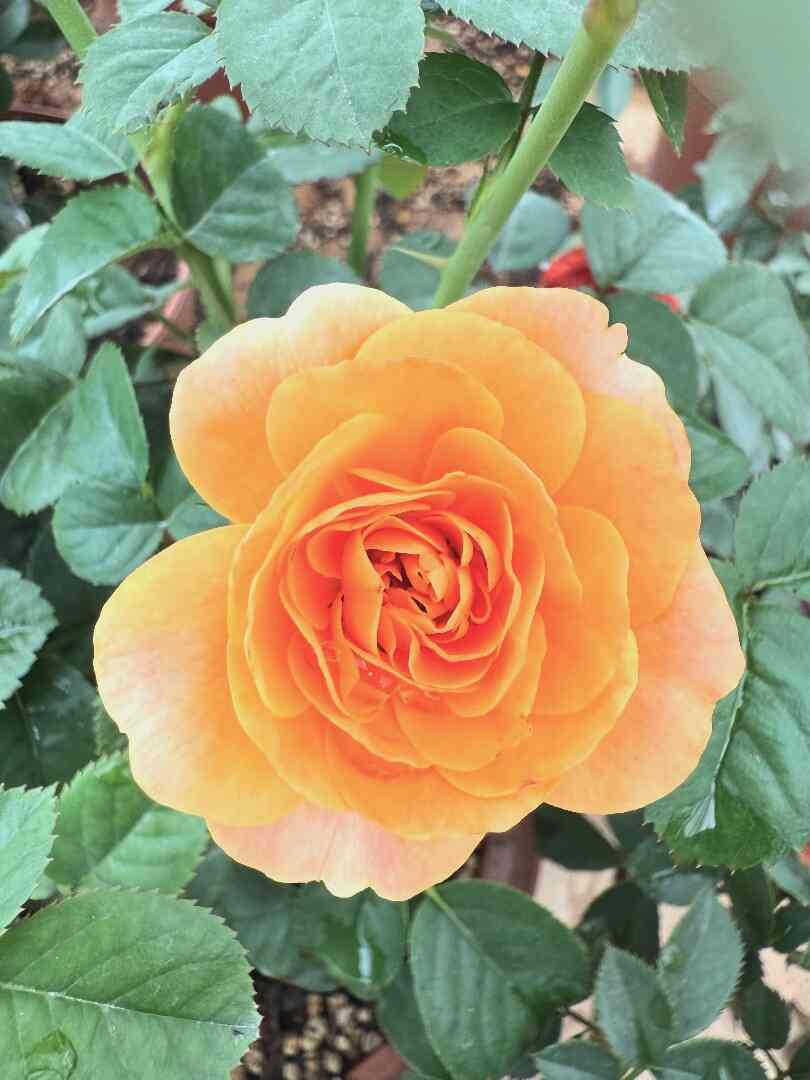 Noid Roses - Image 2