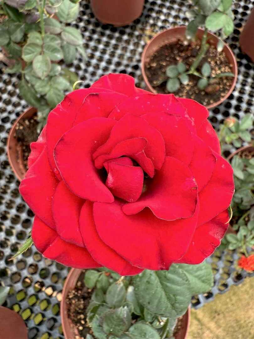 Noid Roses - Image 3