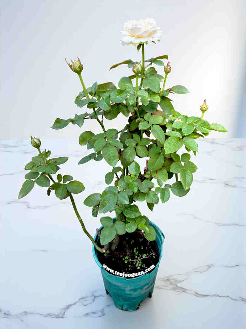 'Chiffon' Rose (雪纺绸) - Image 2