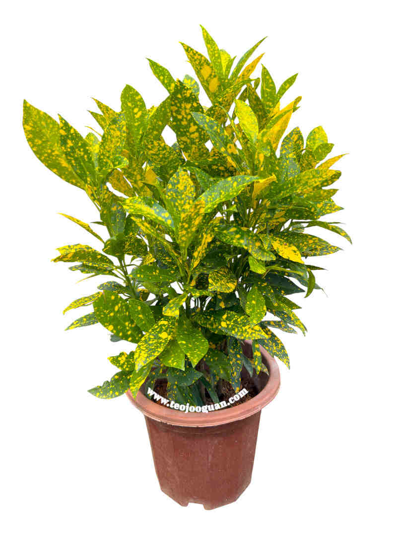 Codiaeum 'Gold Star'