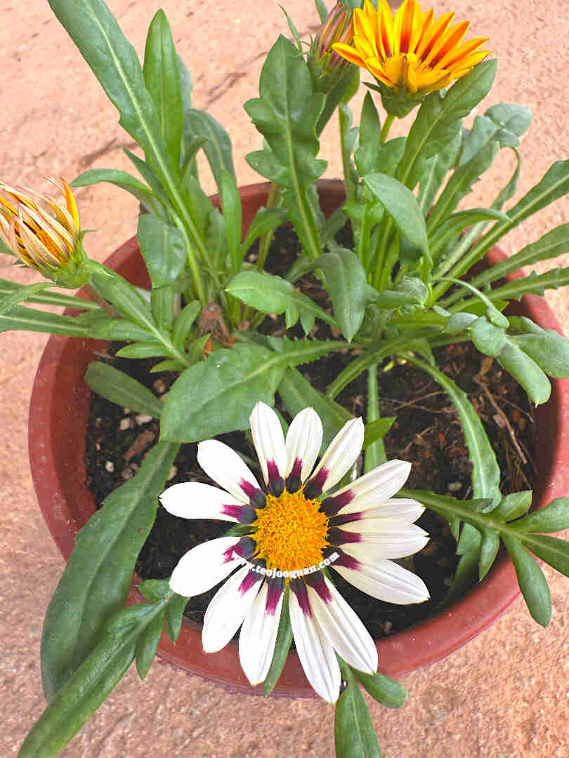 Gazania 4 Gazania - Image 2