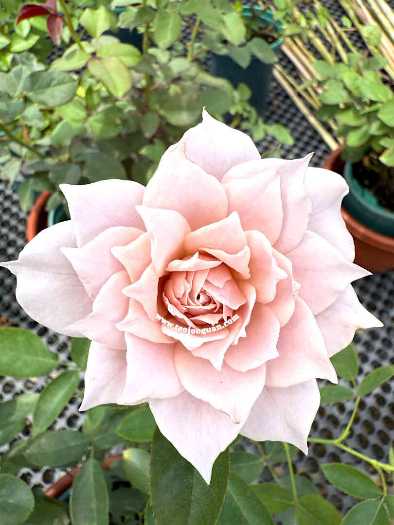 'Huan Zi' Rose (幻紫)