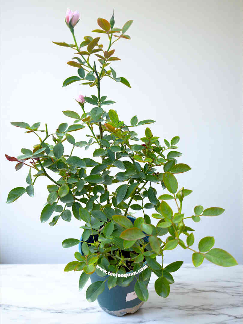 'Huan Zi' Rose (幻紫) - Image 4