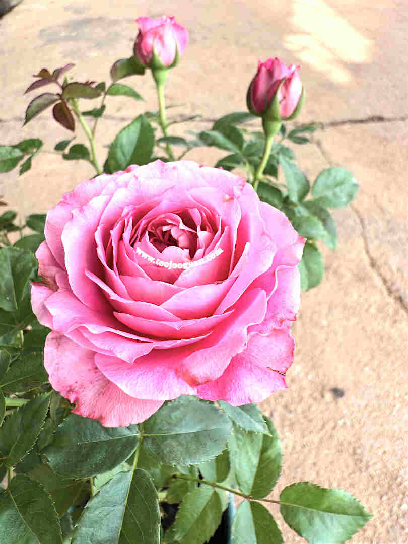 'Neptune King' Rose【海神王】 - Image 2