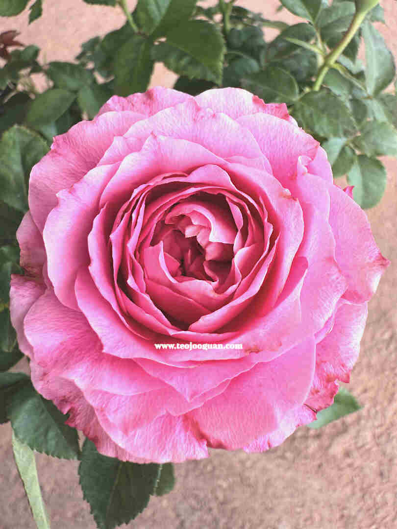 'Neptune King' Rose【海神王】