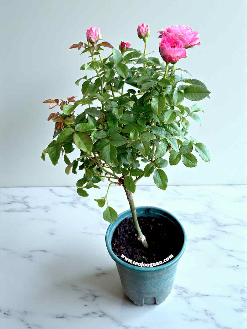 'Neptune King' Rose【海神王】 - Image 3