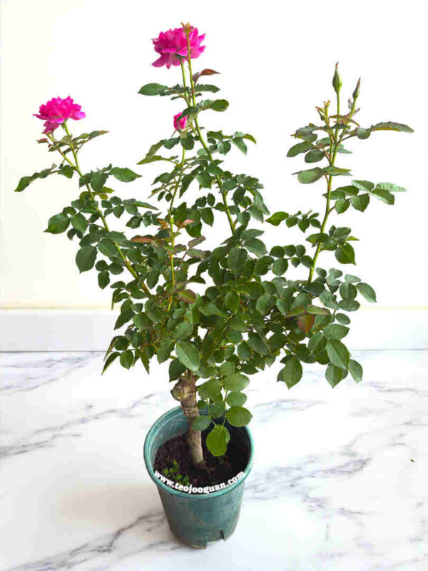 Sheherazad' Rose【天方夜谭】 – Teo Joo Guan