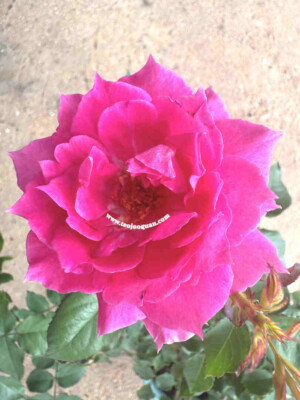 ‘Sheherazad’ Rose【天方夜谭】
