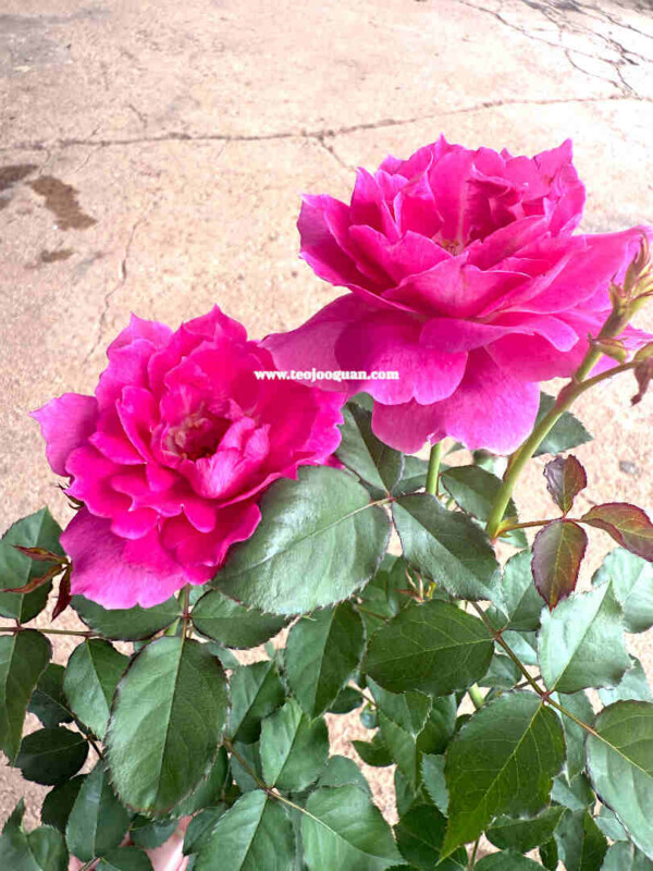 Sheherazad' Rose【天方夜谭】 – Teo Joo Guan