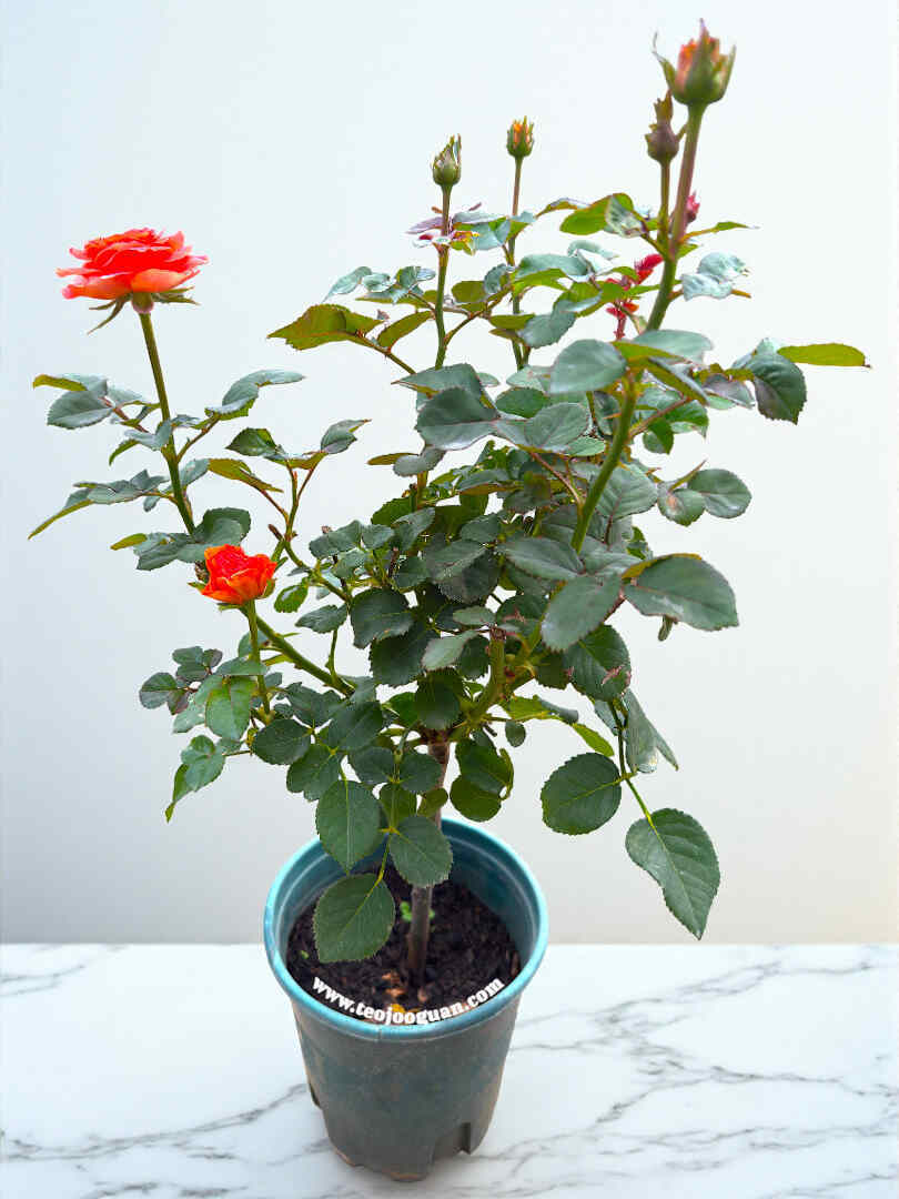 'Taurus' Rose【金牛座】 - Image 3