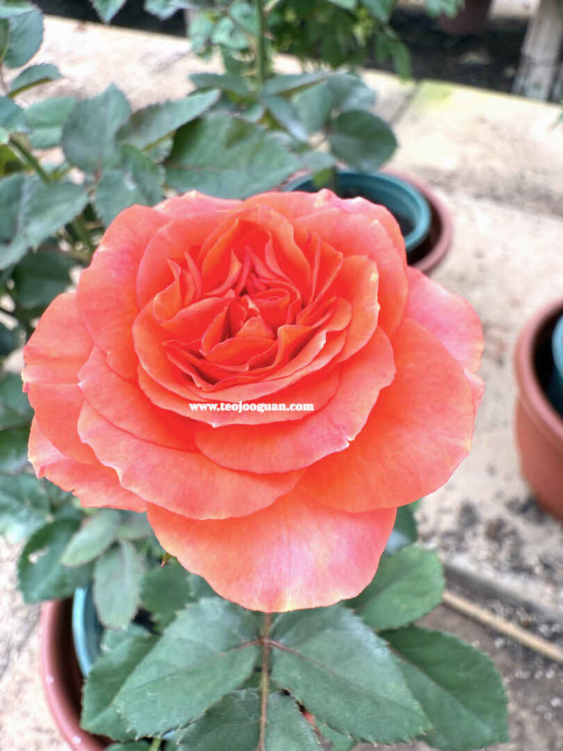 'Taurus' Rose【金牛座】 - Image 2