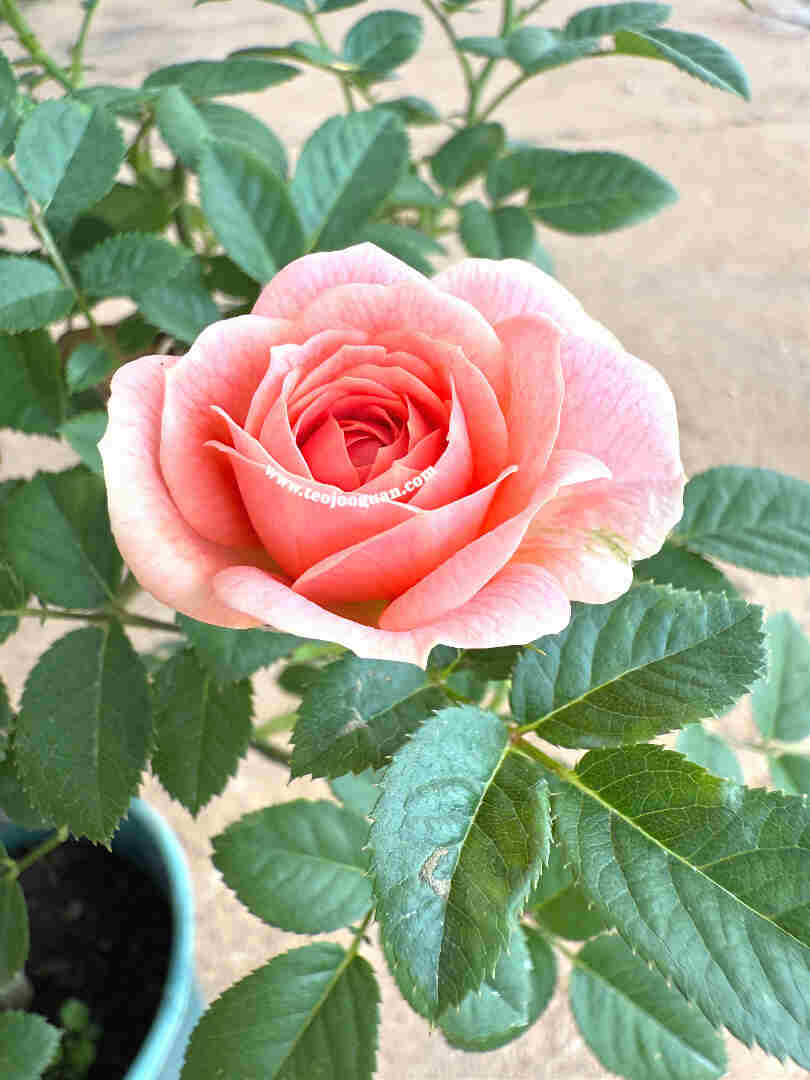 'Yi Jing' Rose【意境】 - Image 2
