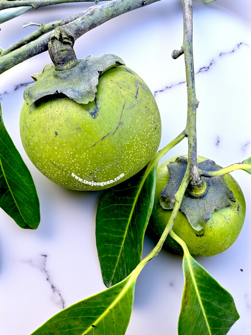 Diospyros Texana (Black Persimmon Plant)