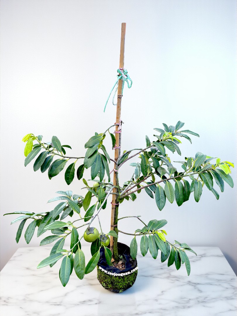 Diospyros Texana (Black Persimmon Plant) - Image 2