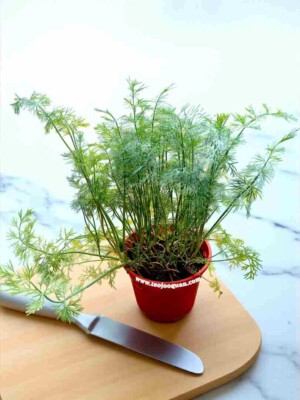 Anethum Graveolens (Dill)
