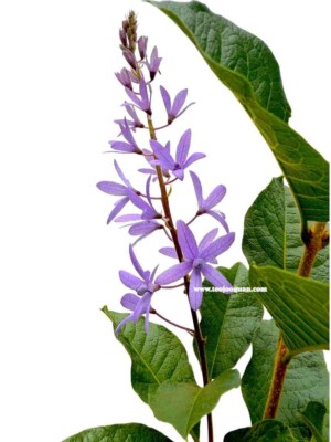 Petrea Volubilis (Sandpaper Vine)