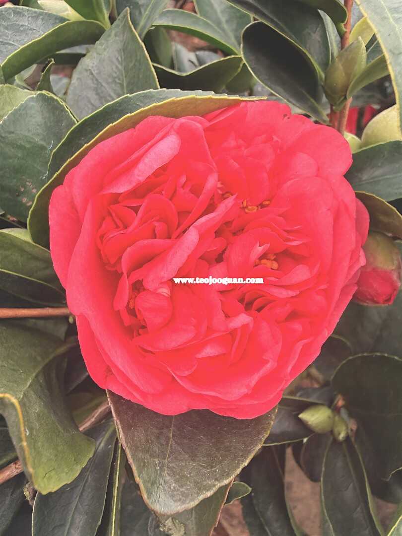 Camellia 2 Camellia Flower