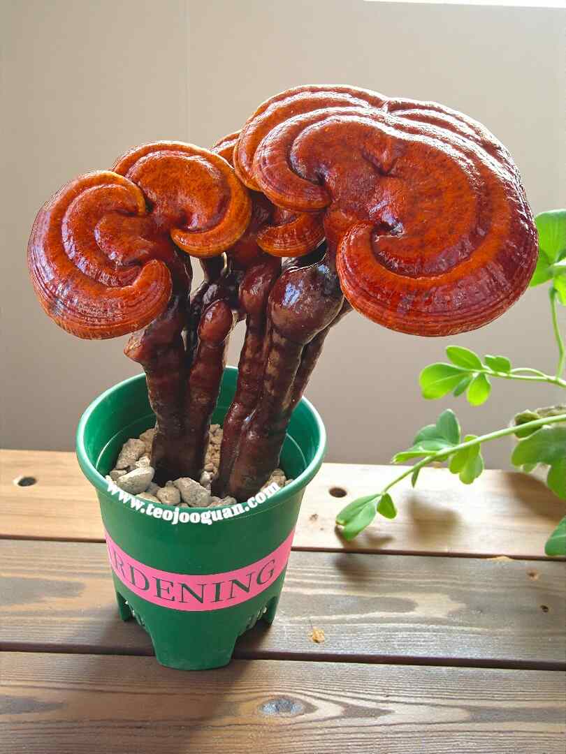 Ganoderma Lucidum【灵芝】 - Image 2